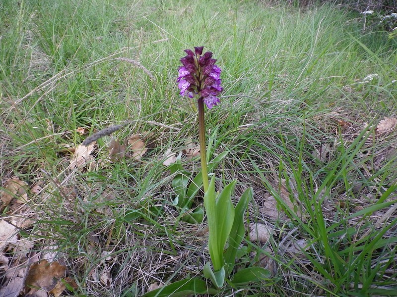 Una orchidea solitaria